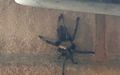 The Current State of Things